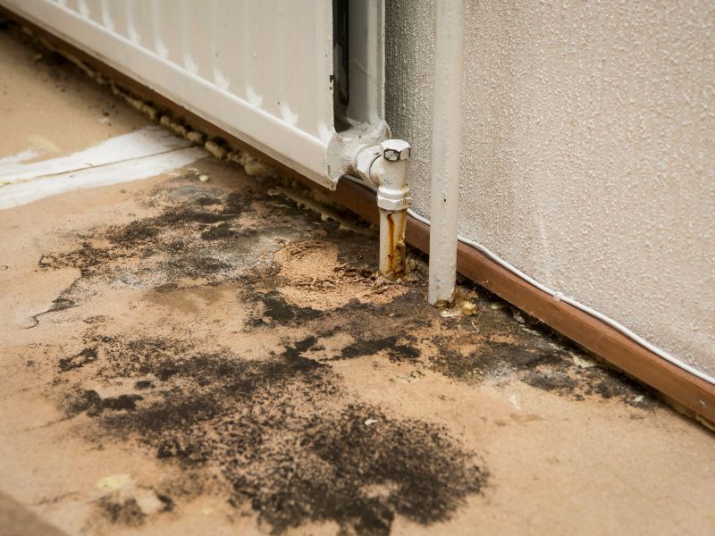 The Best Professional Mold  Removal